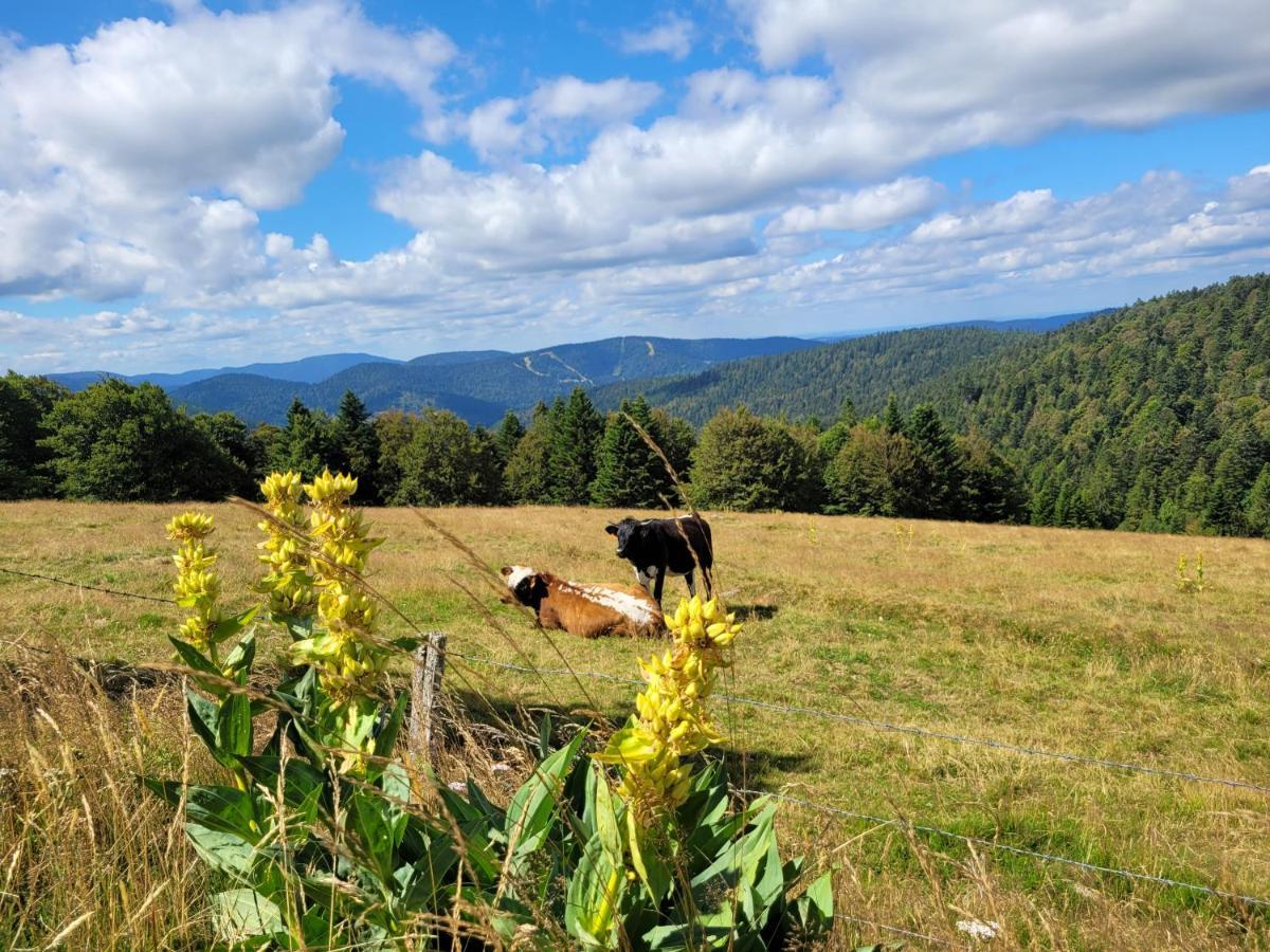 Appartement Chaleureux Au Coeur Des Hautes Vosges Ventron Exterior foto